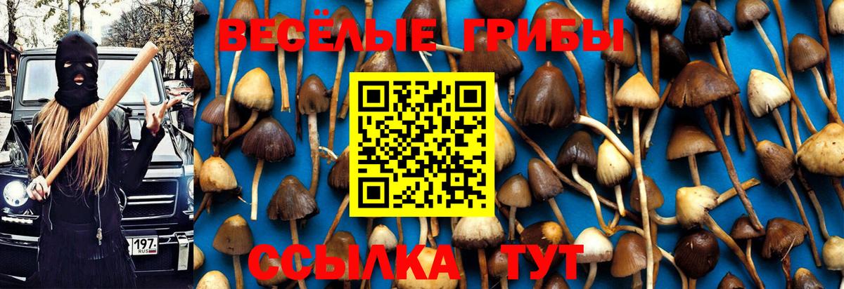 Псилоцибиновые грибы мицелий Каменск-Шахтинский